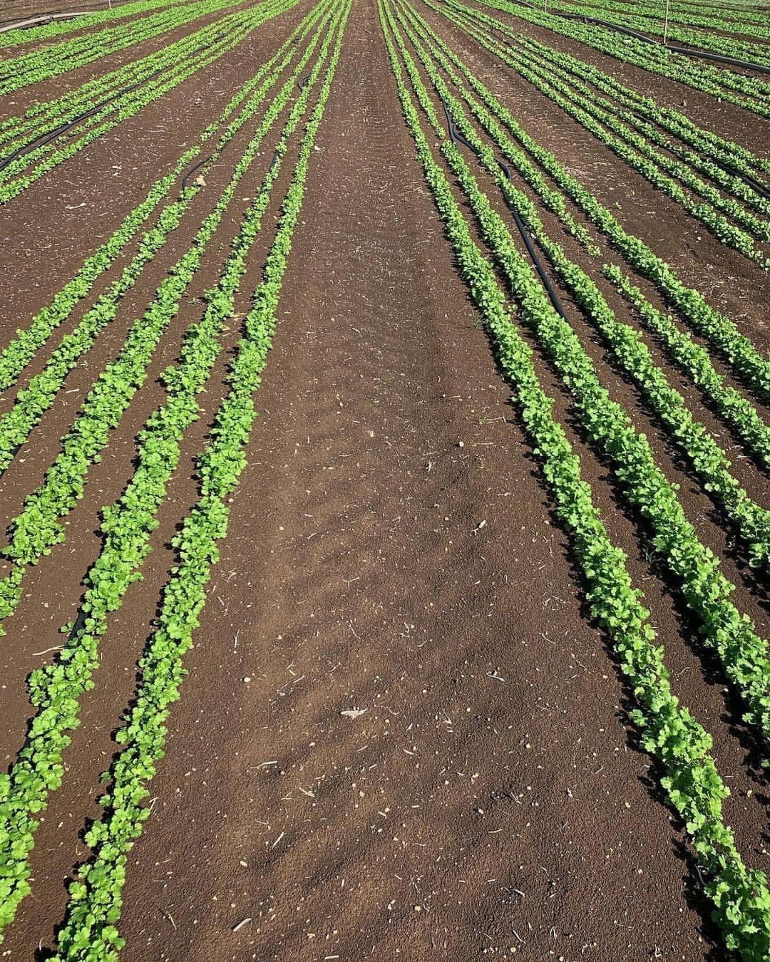 Portada Agroquímicos