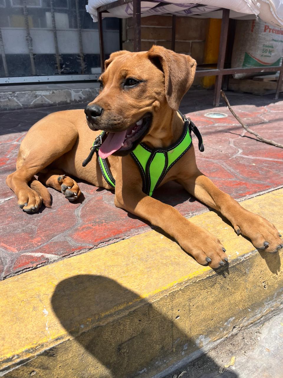 Portada Accesorios Mascotas